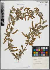 Foto von Salix alba L.